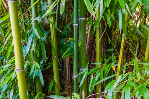 Cost of Bamboo Trimming in Phoenix