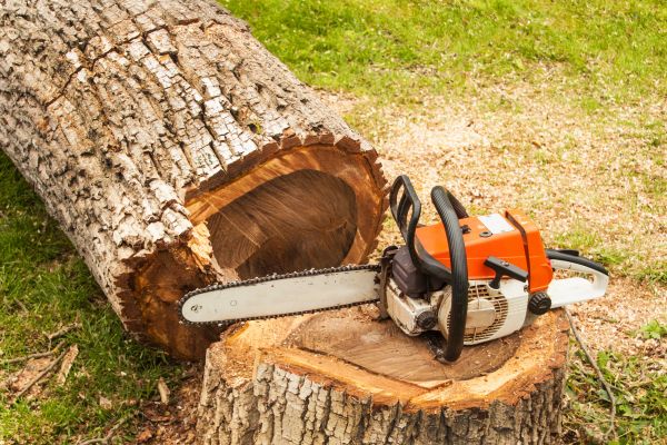 Cost of Tree Cutting Service in Phoenix