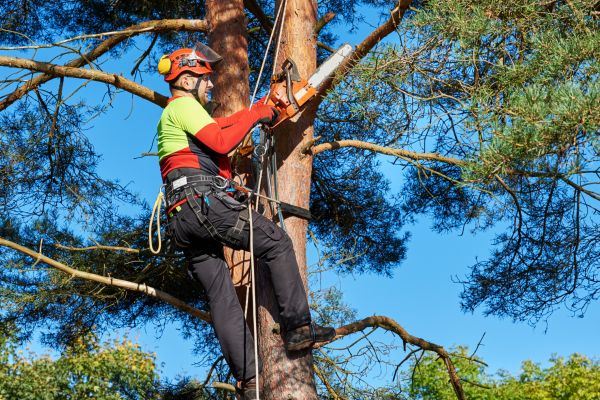 Cost of Tree Service in Phoenix
