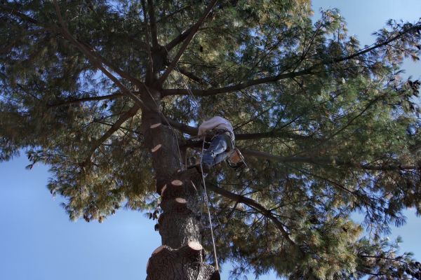 Cost of Trimming Service in Phoenix