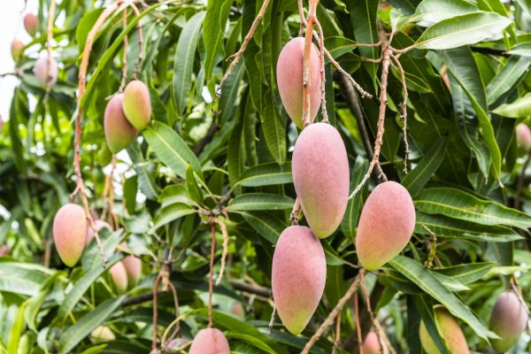 Cost of Mango Tree Trimming in Phoenix