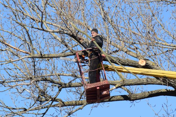 Cost of Emergency Tree Trimming in Phoenix