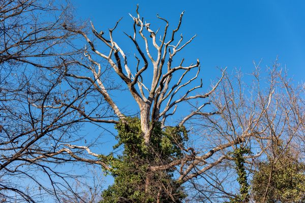 Cost of Deadwood Removal in Phoenix
