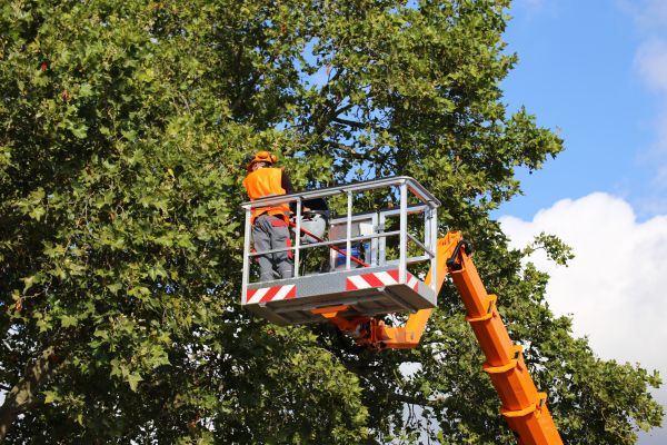 Cost of Commercial Tree Service in Phoenix
