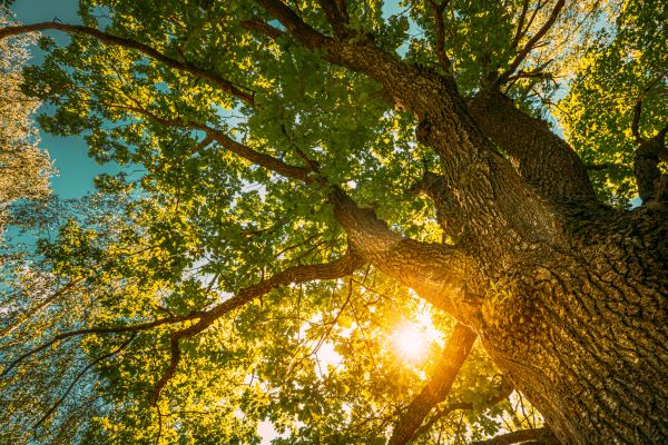 Cost of Oak Tree Pruning in Phoenix