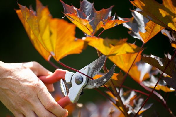 Cost of Maple Tree Pruning in Phoenix