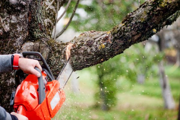 Cost of Tree Limbs Removal in Phoenix