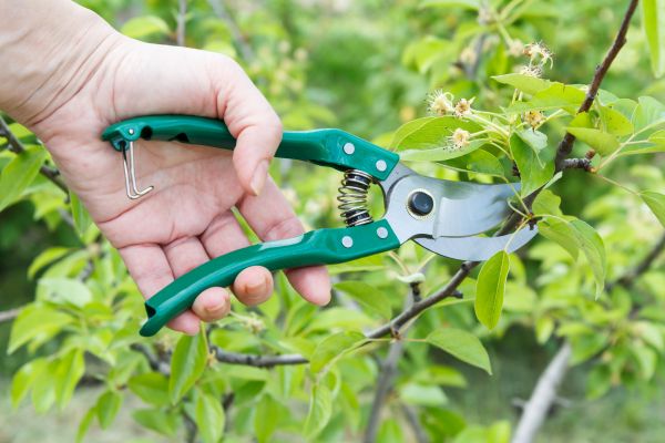 Cost of Pear Tree Pruning in Phoenix