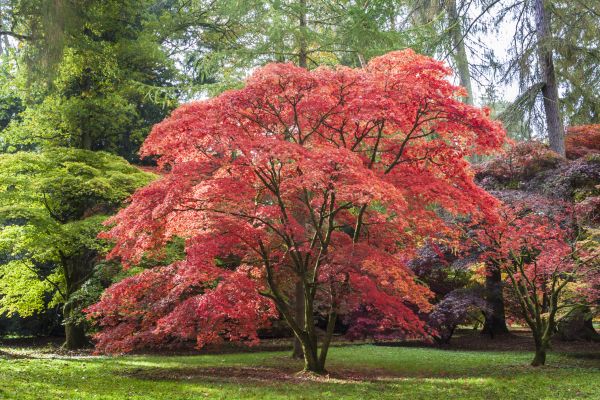 Cost of Japanese Maple Pruning in Phoenix