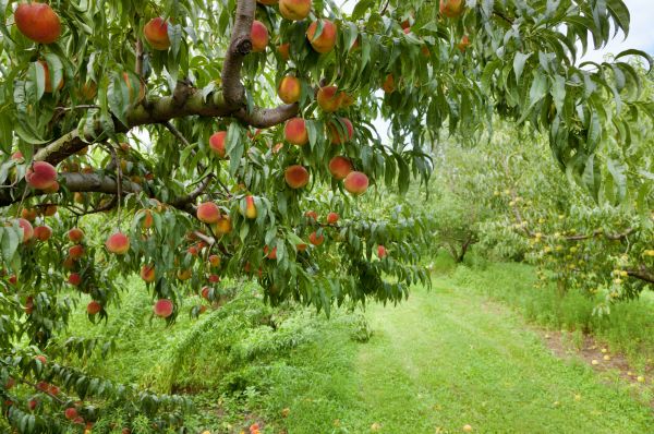 Cost of Peach Tree Pruning in Phoenix
