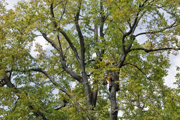 Cost of Tree Crown Shaping in Phoenix