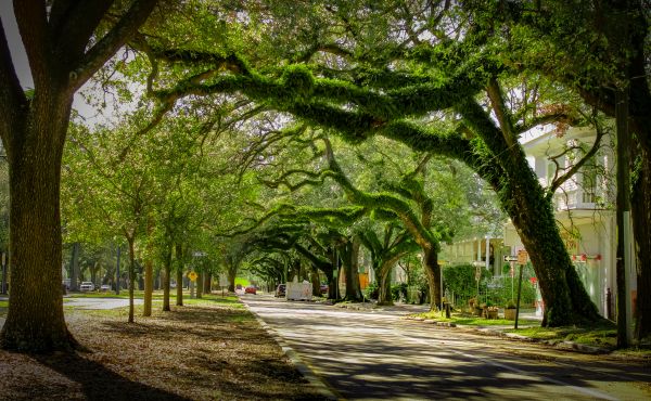 Cost of Tree Canopy Thinning in Phoenix