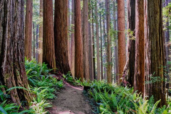 Cost of Redwood Tree Trimming in Phoenix