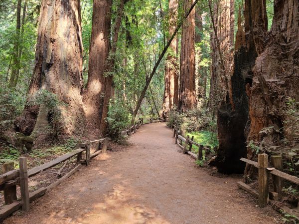Cost of Redwood Tree Pruning in Phoenix