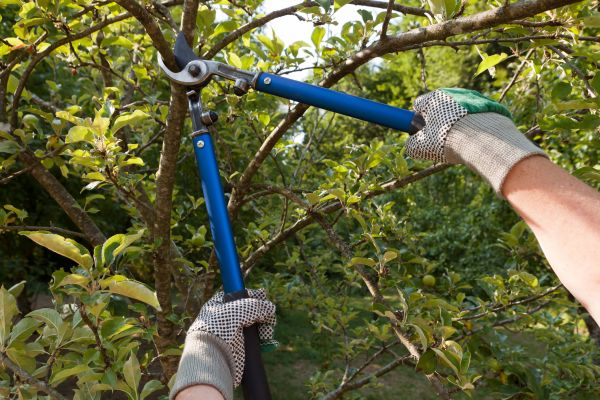 Cost of Residential Tree Pruning in Phoenix