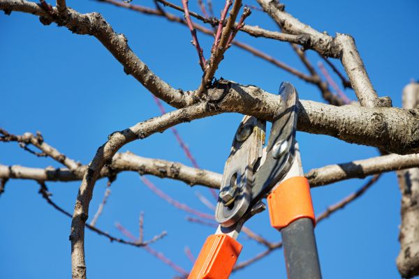 Cost of Peach Tree Trimming in Phoenix