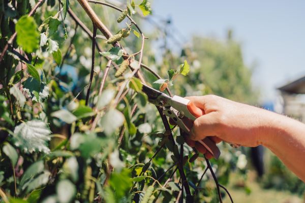 Cost of Birch Tree Pruning in Phoenix