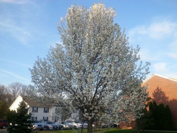 Cost of Bradford Pear Tree Pruning in Phoenix