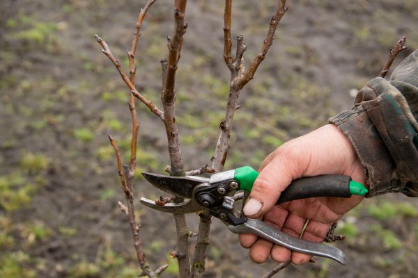 Cost of Pear Trees Pruning in Phoenix