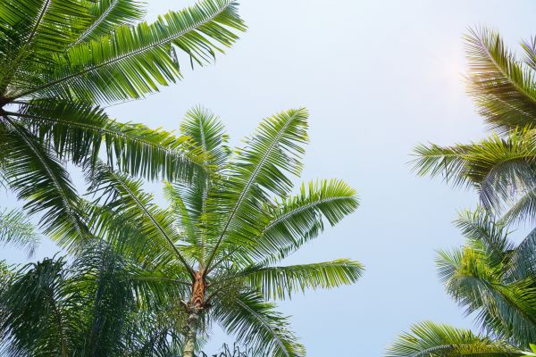 Cost of Queen Palm Tree Trimming in Phoenix
