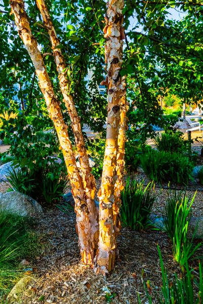 Cost of River Birch Trimming in Phoenix