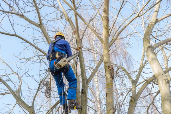 Cost of Large Tree Trimming in Phoenix