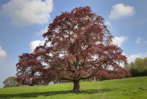 Cost of Beech Tree Pruning in Phoenix