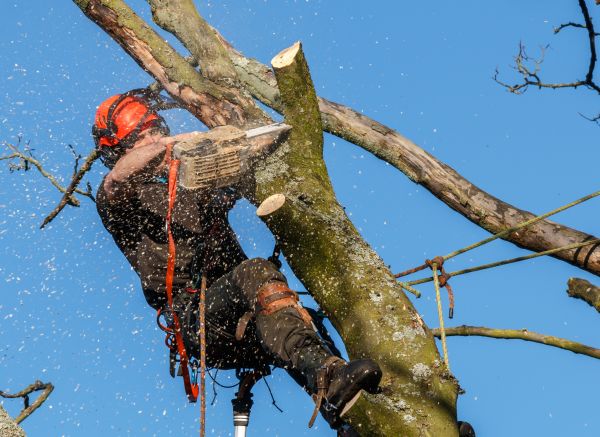 Cost of Tree Trimming Service in Phoenix