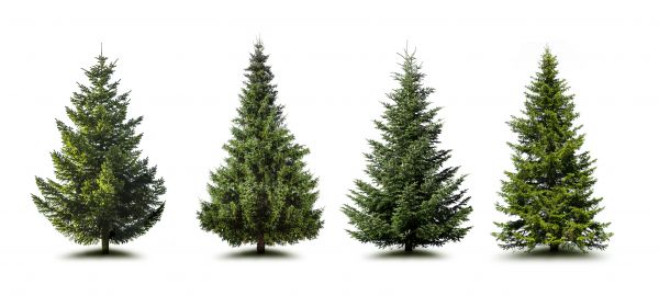 Cost of Pine Tree Trimming in Phoenix