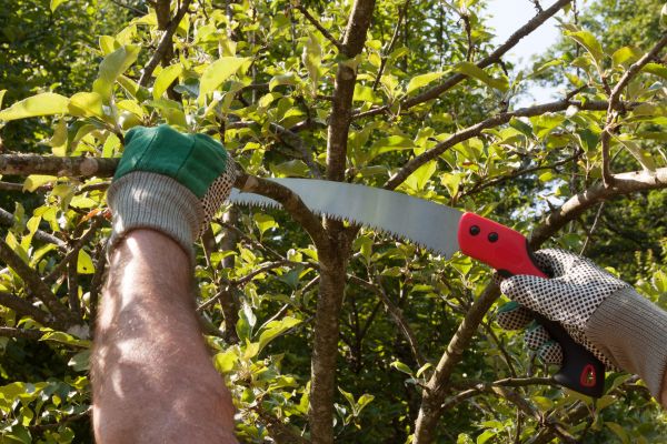 Cost of Apple Tree Trimming in Phoenix
