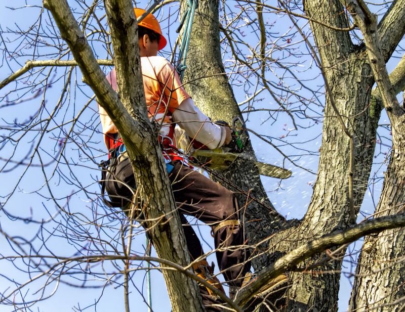 Tree Shearing