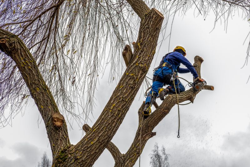 Landscaping and Tree Maintenance Firms
