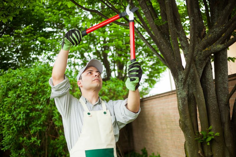 Tree Removal and Trimming Experts